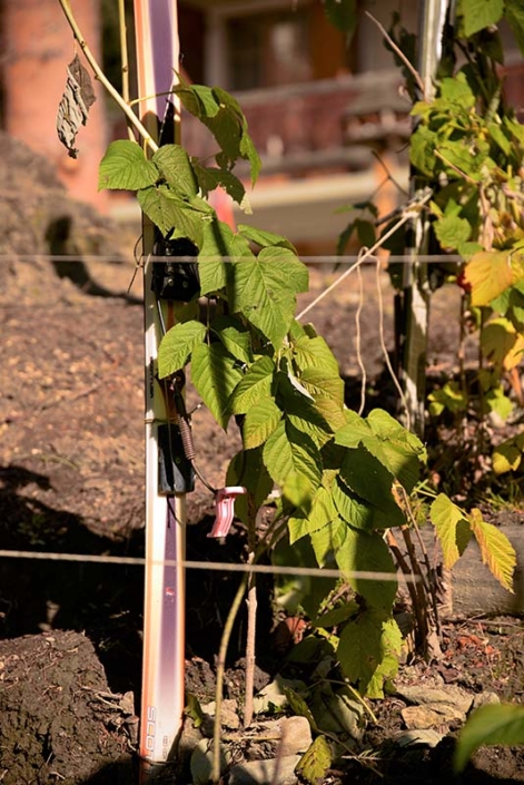 A telemark ski-binding to stake a raspberry plant