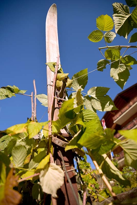 An old ski used as a stake in the garden