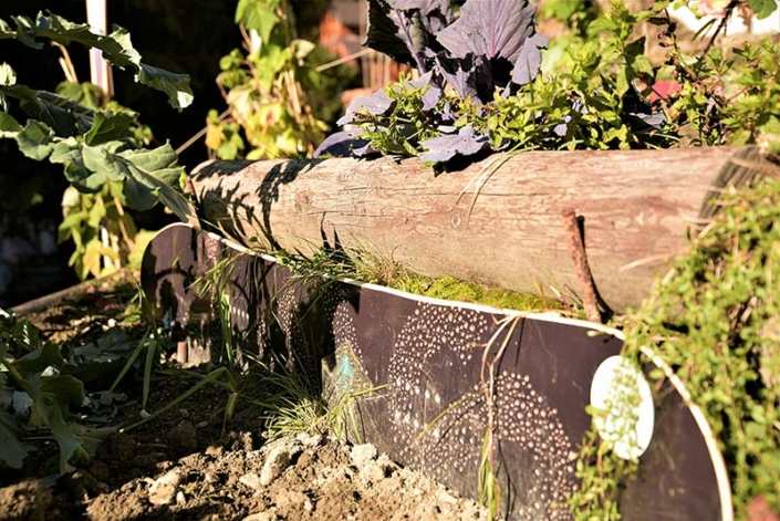 Retenue de terre avec un snowboard au potager